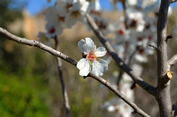 Kudüs Garden kiraz çiçekleri. — Stok fotoğraf