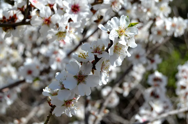Cherry blossoms at Jerusalem Garden. — Stock Photo, Image