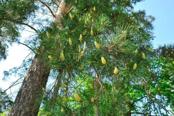 Furublomster – stockfoto