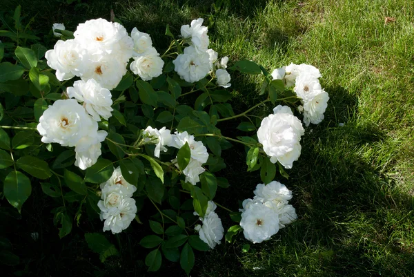 Ветвь куста из белых роз — стоковое фото
