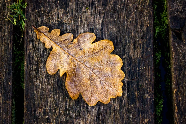 Szczegół Liścia Rosy Jesienią — Zdjęcie stockowe