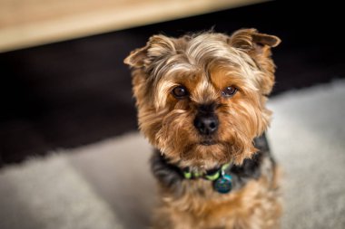 Yorkshire portresi evde