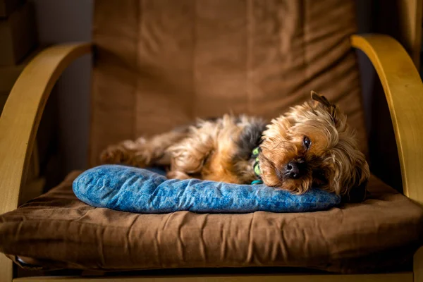 Yorkshire Portrait Hause — Stockfoto