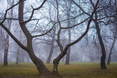 Parktaki sisin içindeki ağaçlar