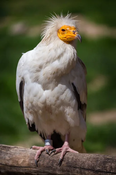 Vulture Carnivorous Portrait Bough — Stock Photo, Image