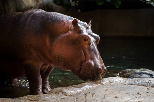 Hippo Climbs Out Water — Stock Photo, Image