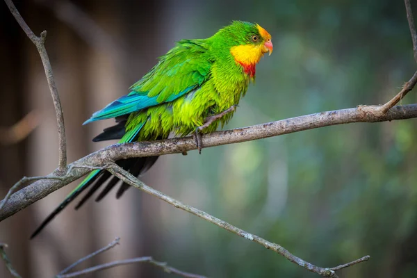 Beautiful Parrot Branch — Stock Photo, Image