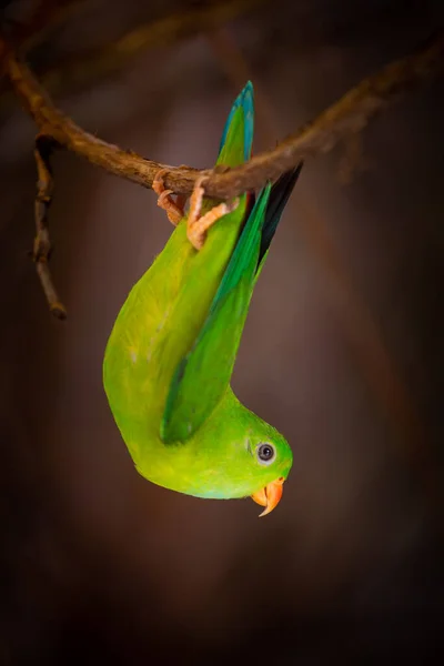 Vernal Hanging Parrot Head — Stock Photo, Image