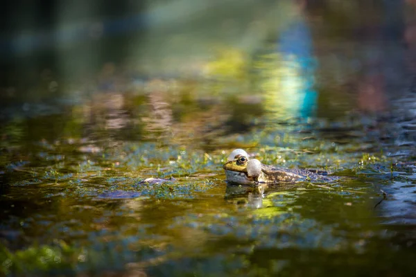 Grüner Frosch Wasser — Stockfoto