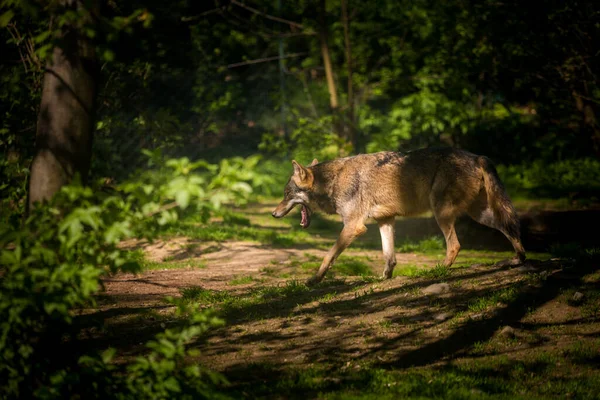 Lobo Acción Parque Zoológico — Foto de Stock