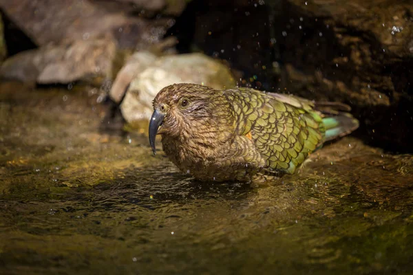 Nestor Notabilis Vodě Parku — Stock fotografie