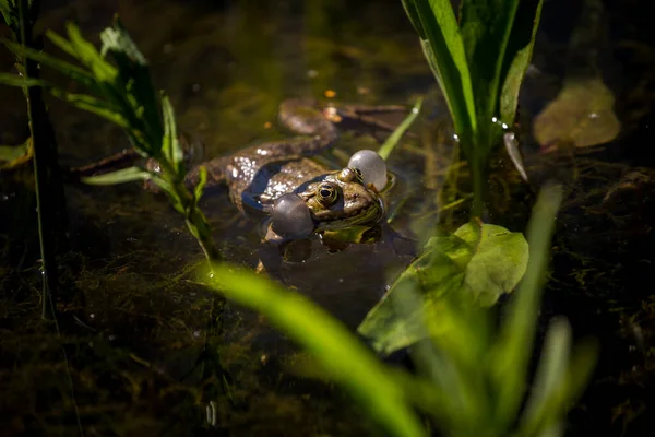 水里的绿色青蛙 — 图库照片