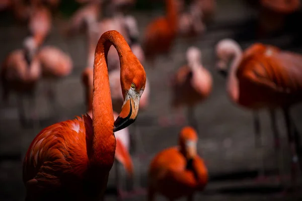 Flamingi Kubańskie Stadku Innych Flamingów — Zdjęcie stockowe