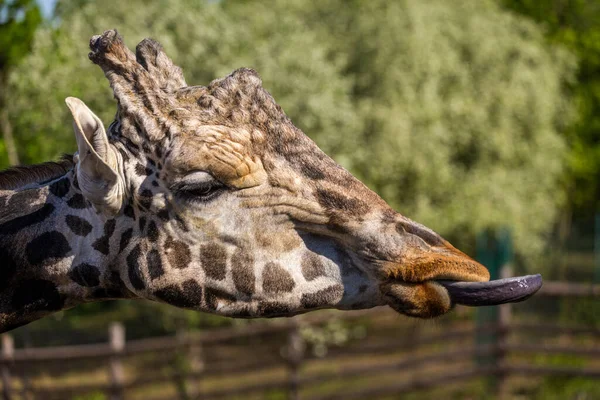 Giraffe Tongue Out — Stock Photo, Image