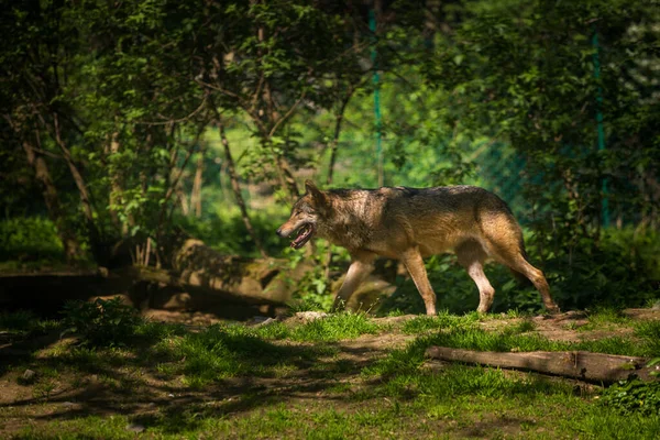 Lobo Acción Parque Zoológico — Foto de Stock