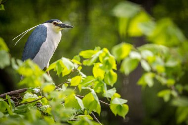 Bahar yapraklarındaki Gece Balıkçıl
