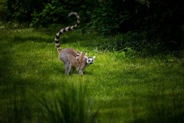 Lemur Catta Con Cachorro Naturaleza —  Fotos de Stock
