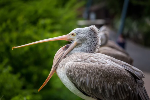 Portret Pelican Creț Natură — Fotografie, imagine de stoc