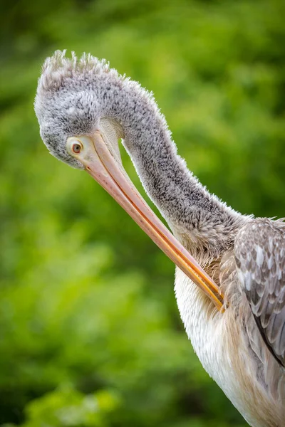 Кучерявий Пелікановий Портрет Природі — стокове фото