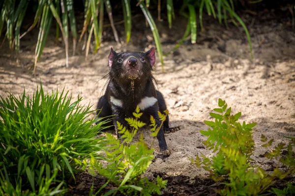 Devil Bear Mammal Tasmanian Devil — Stock Photo, Image