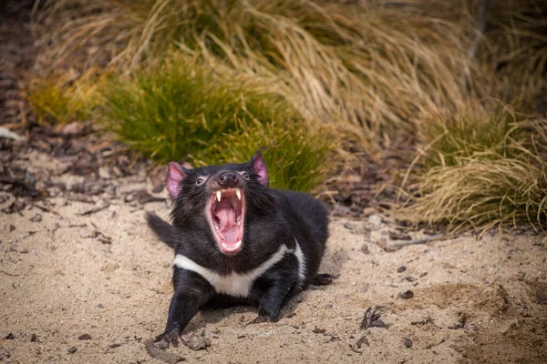 Teufelsbär Säugetier Oder Tasmanischer Teufel — Stockfoto