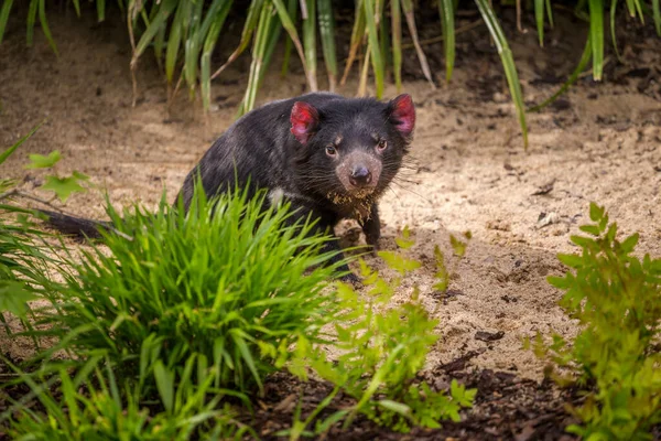 Diabo Urso Mamífero Tasmânia Diabo — Fotografia de Stock