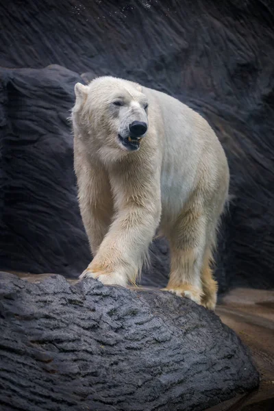 Retrato Del Oso Polar Naturaleza —  Fotos de Stock