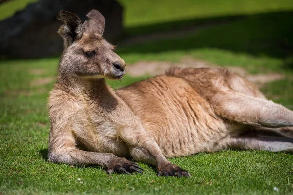 赤いカンガルーの肖像画です — ストック写真