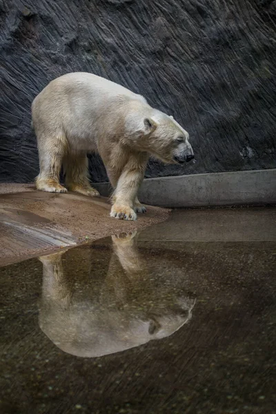 Retrato Del Oso Polar Naturaleza —  Fotos de Stock