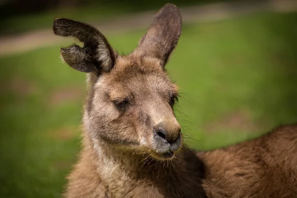 Rotes Känguru Porträt Der Natur — Stockfoto