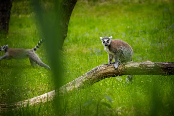 Lemur Katt Porträtt Djurpark — Stockfoto