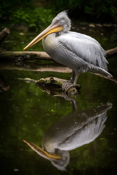 Pelikan Fågel Naturparken — Stockfoto
