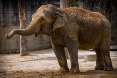Hint fili kendi üzerine kum atıyor.