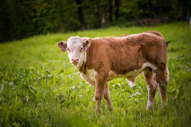 Doğadaki çayırlarda inekler 