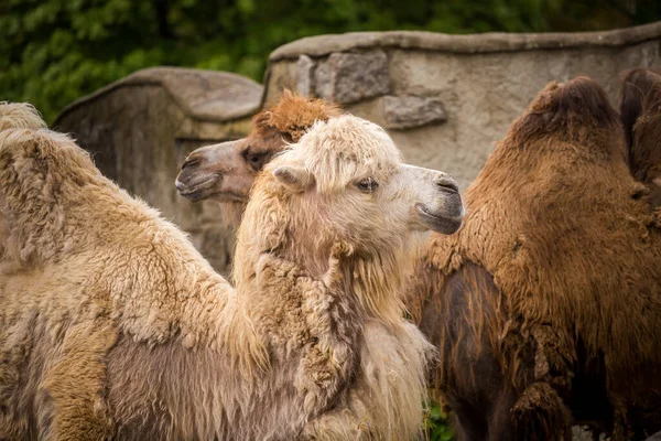 Two Camels Nature Park — Stock Photo, Image