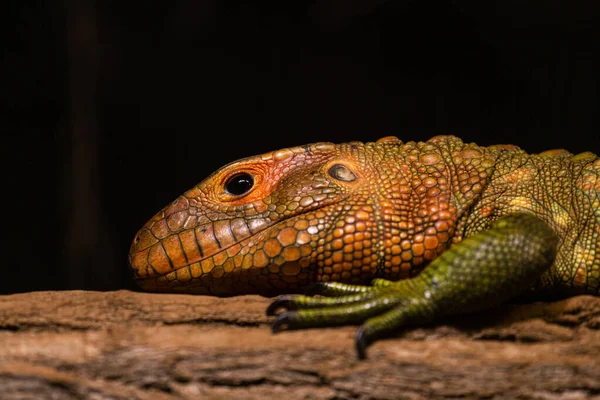 Lagarto Caimán Del Norte Naturaleza —  Fotos de Stock