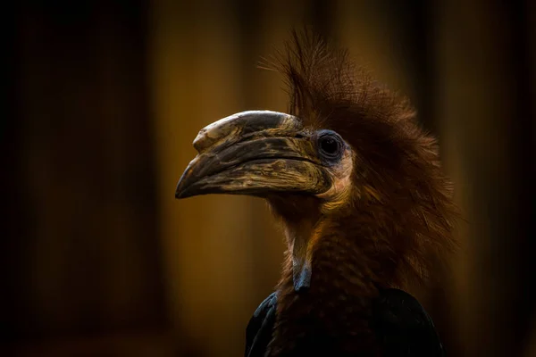 Durva Számlájú Hornbill Portré Természetben — Stock Fotó