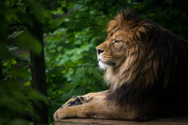 自然の中でバーバーライオンの肖像画 — ストック写真