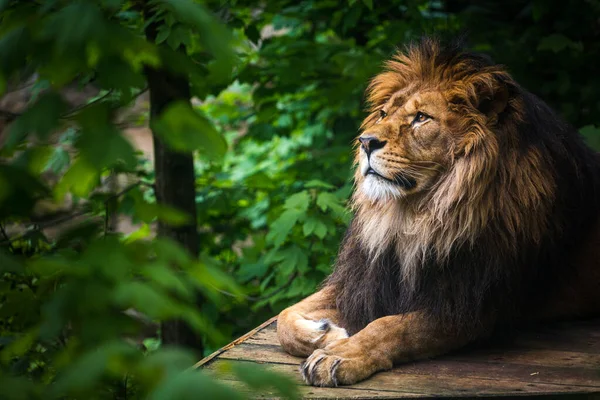 Retrato Leão Berbere Natureza — Fotografia de Stock