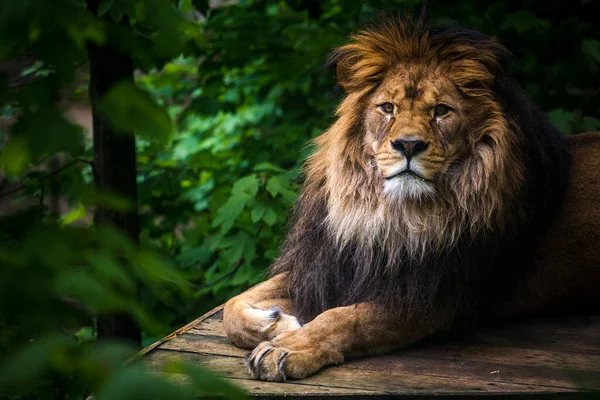 Retrato León Bereber Naturaleza — Foto de Stock