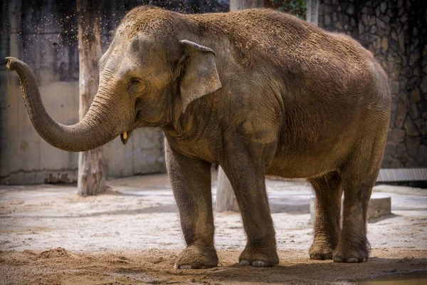 Hint fili kendi üzerine kum atıyor.