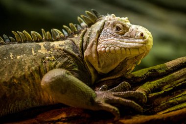 lesser antillean iguana portrait in nature 