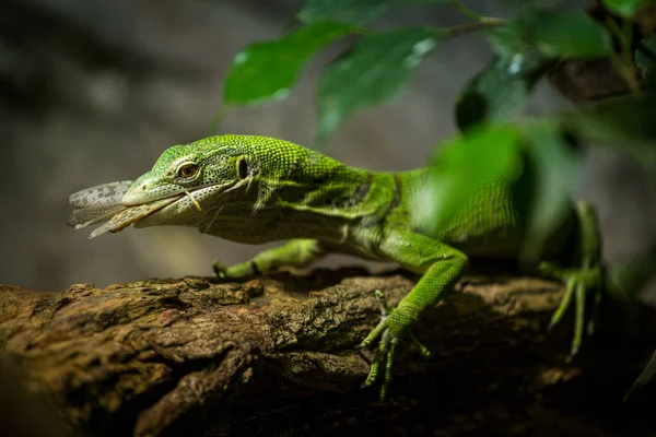 Green Tree Monitor Eating Grasshopper — Stok fotoğraf
