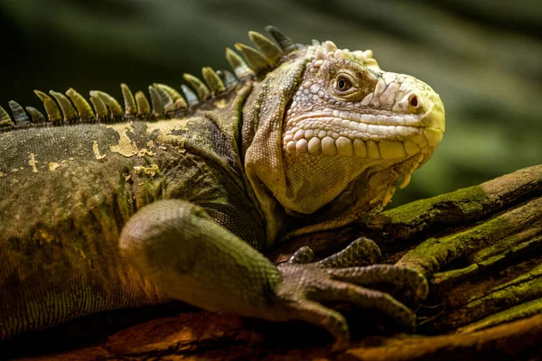 Lesser Antillean Iguana Portrait Nature — Zdjęcie stockowe