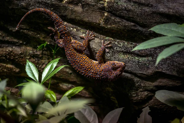 Giant Gecko Rock — Φωτογραφία Αρχείου