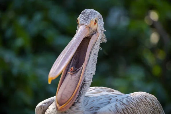 Lockigt Pelikan Porträtt Naturen — Stockfoto