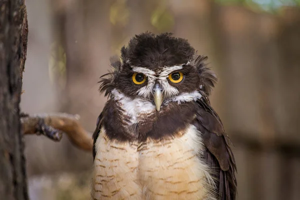 Spectacled Owl Portrait Nature — Stok fotoğraf