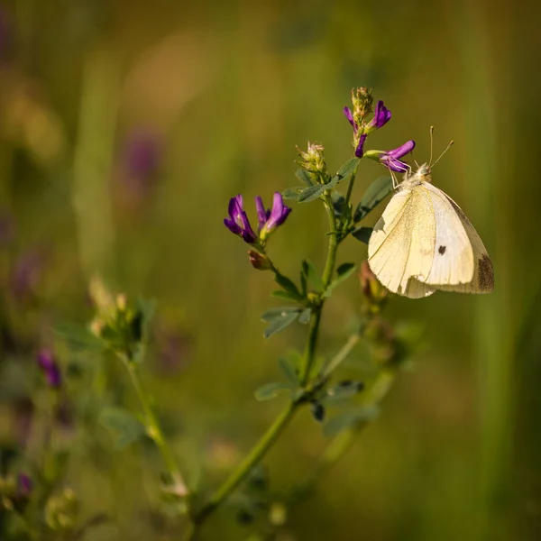 Білий Метелик Траві Відпустці — стокове фото