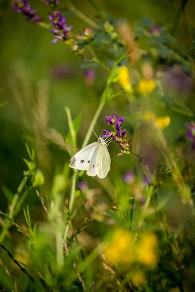 Білий Метелик Траві Відпустці — стокове фото