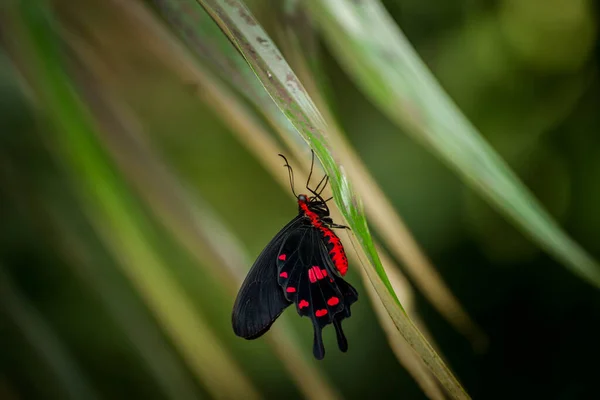 Mariposa Venenosa Una Hoja —  Fotos de Stock